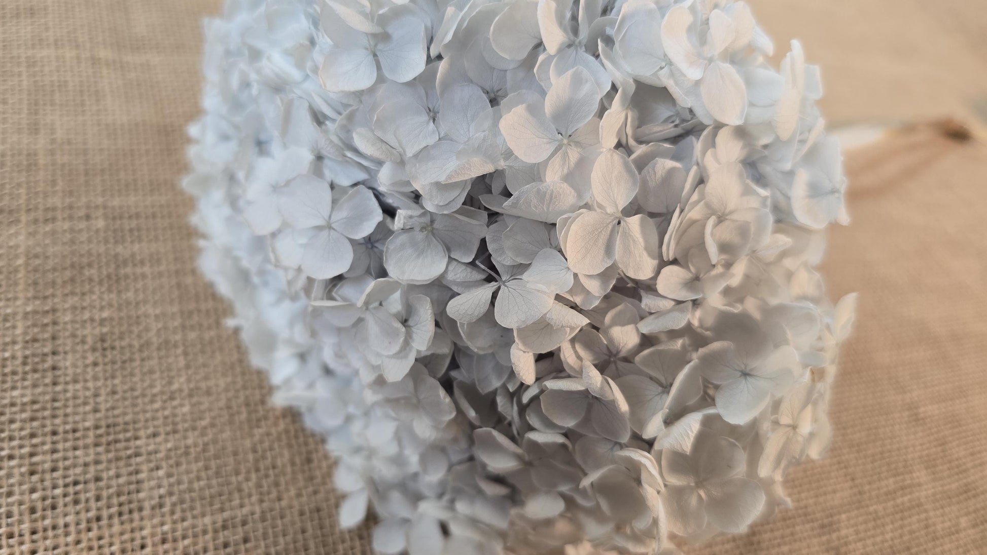 Blue Preserved Hydrangea: Real Dried Wedding Flowers