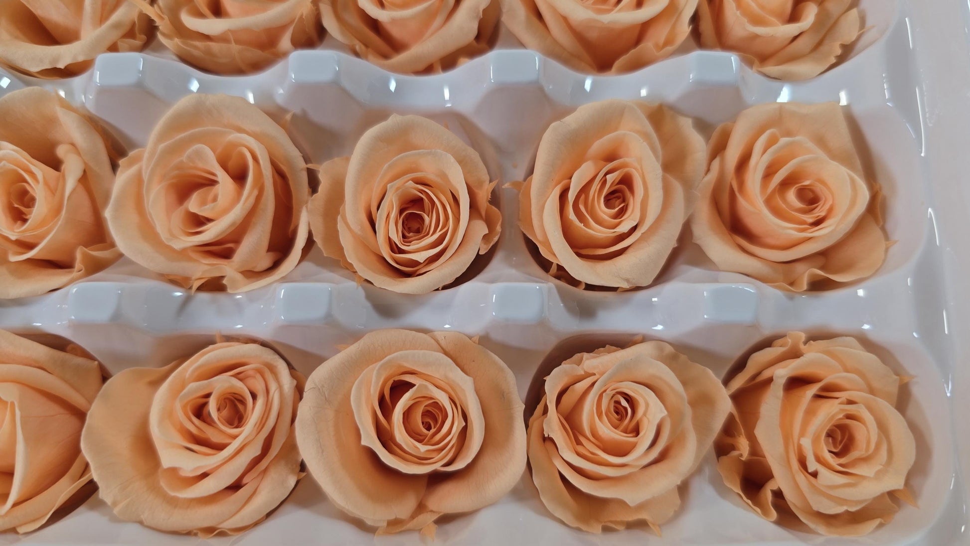 21 Champagne Preserved Roses: Wedding Bouquet Flowers