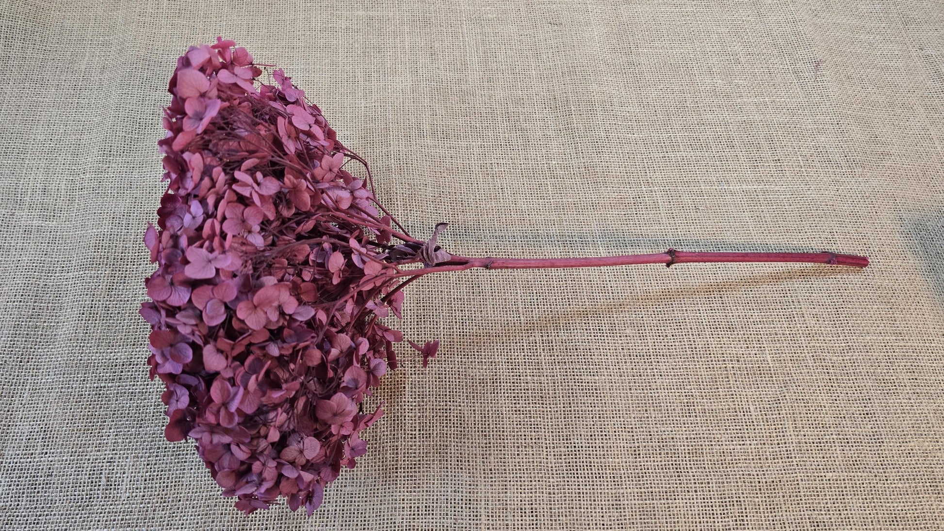 Red Preserved Hydrangea: Real Dried Wedding Flowers