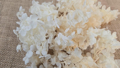 Beige Preserved Hydrangea: Real Dried Wedding Flowers