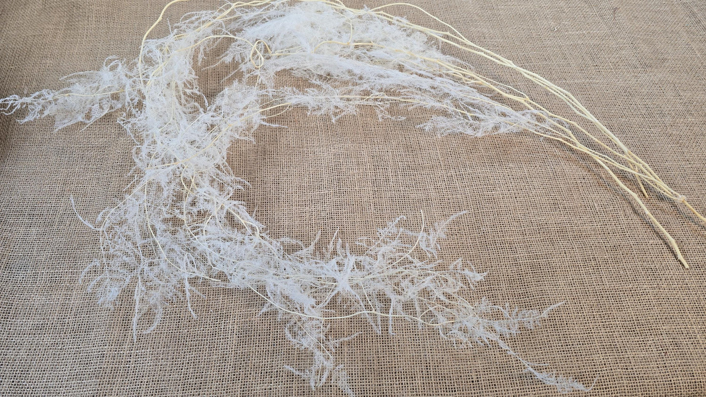 Preserved Asparagus Fern Flowers for Wedding Party & House Decor Valentine's Day