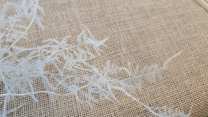 Preserved Asparagus Fern Flowers for Wedding Party & House Decor Valentine's Day