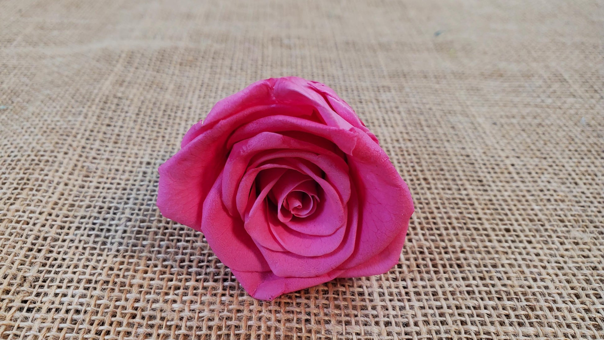 Pink Preserved Roses - 8 Pack - Wedding, Prom, Christmas