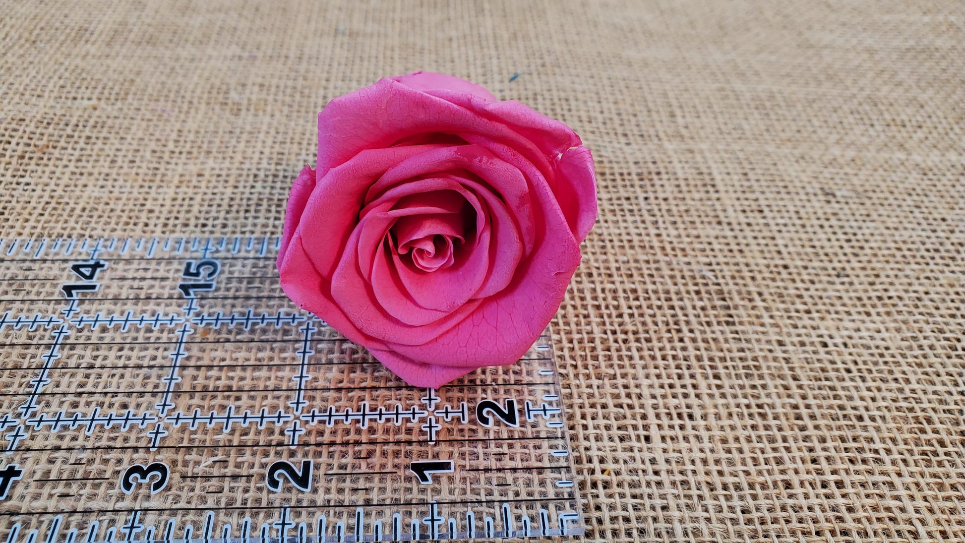 Pink Preserved Roses - 8 Pack - Wedding, Prom, Christmas