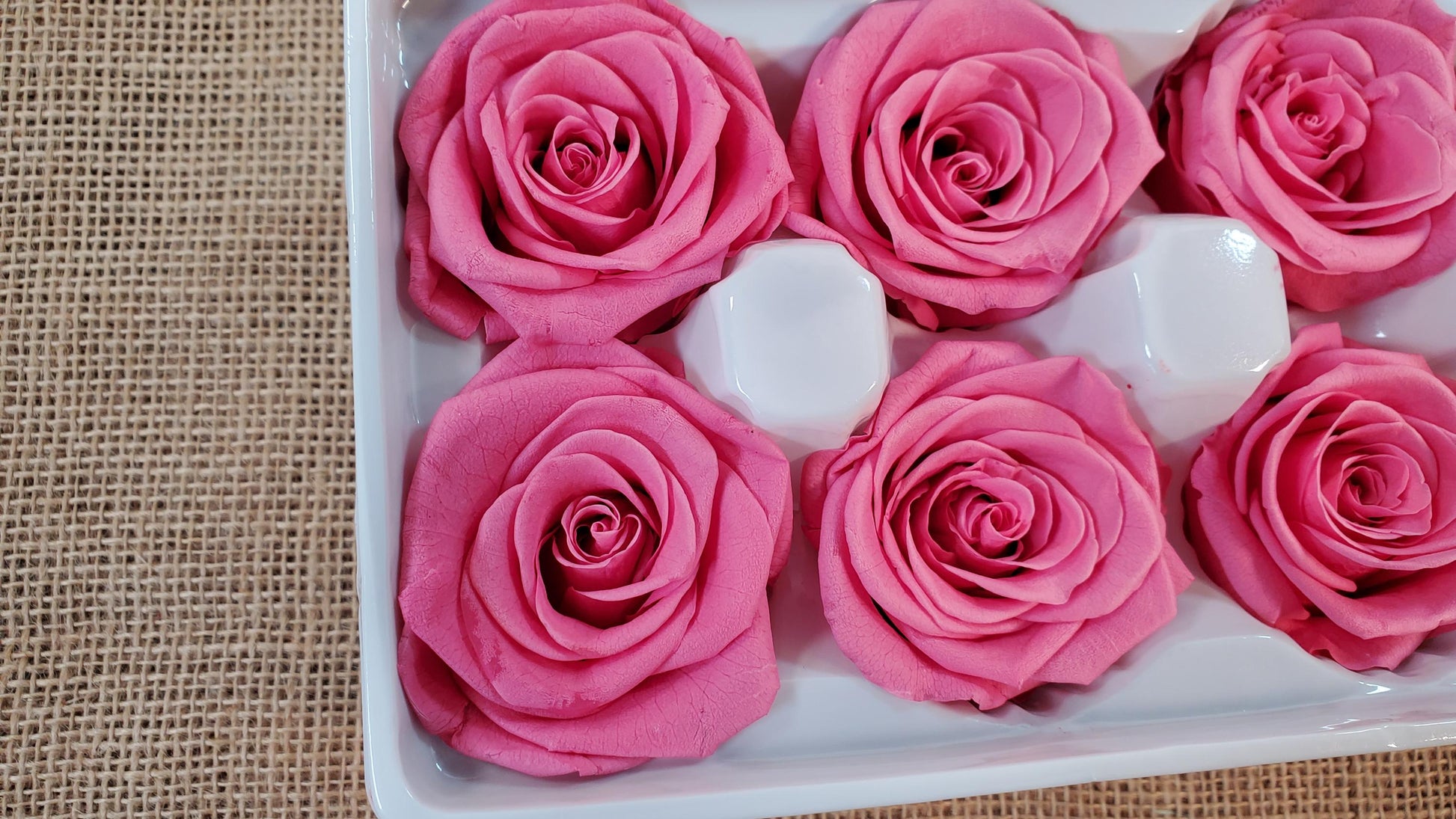 Pink Preserved Roses - 8 Pack - Wedding, Prom, Christmas