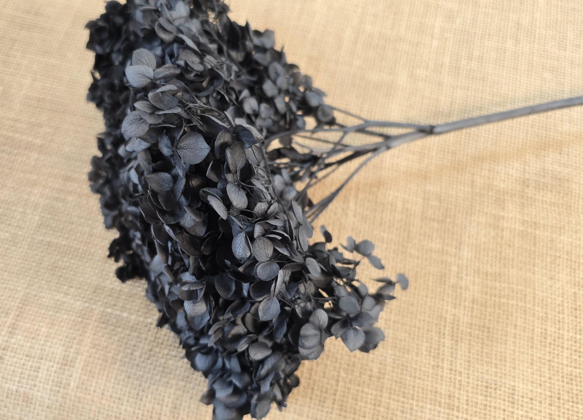 Black Preserved Hydrangea: Real Dried Wedding Flowers