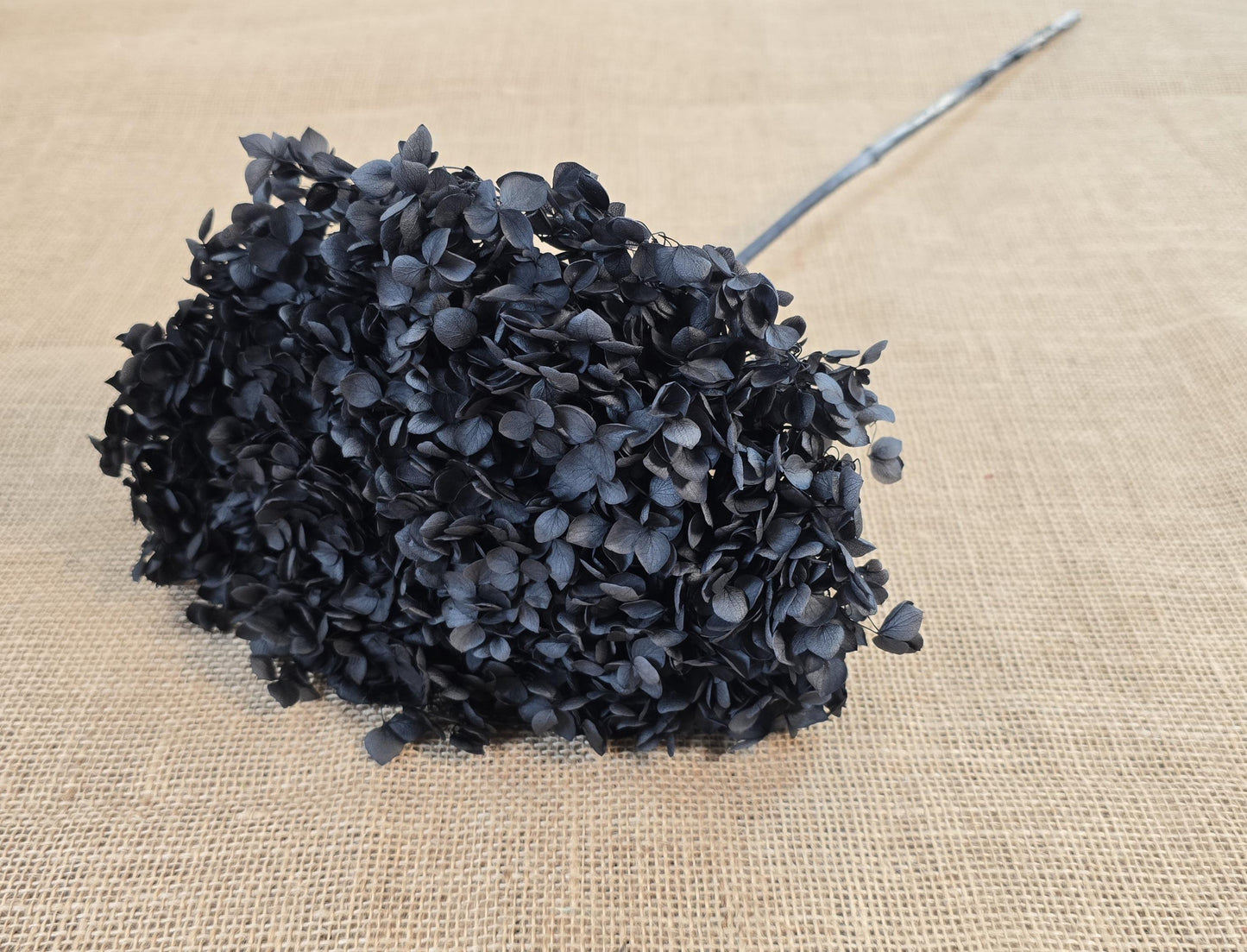 Black Preserved Hydrangea: Real Dried Wedding Flowers