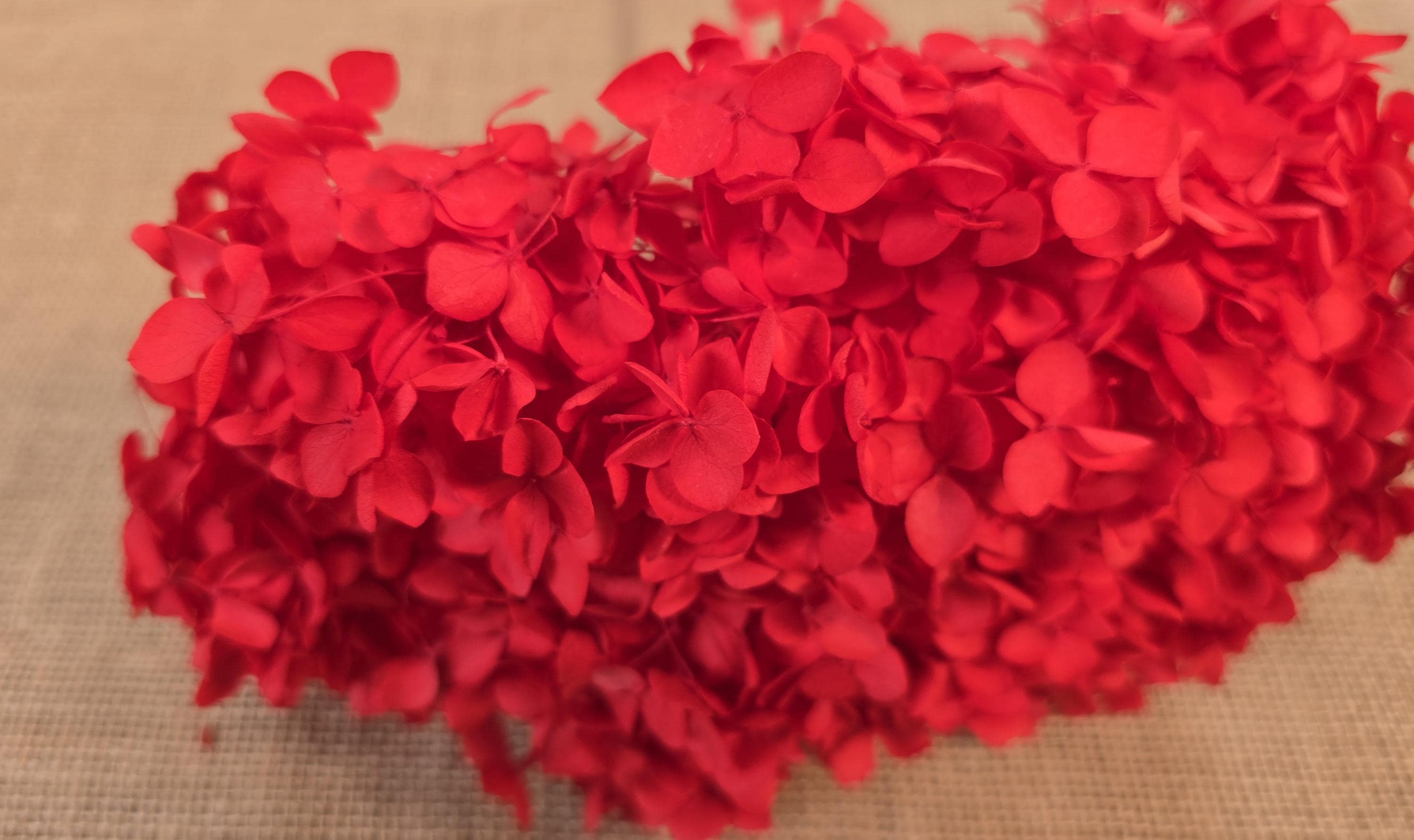 Bright red Preserved Hydrangea: Real Dried Wedding Flowers