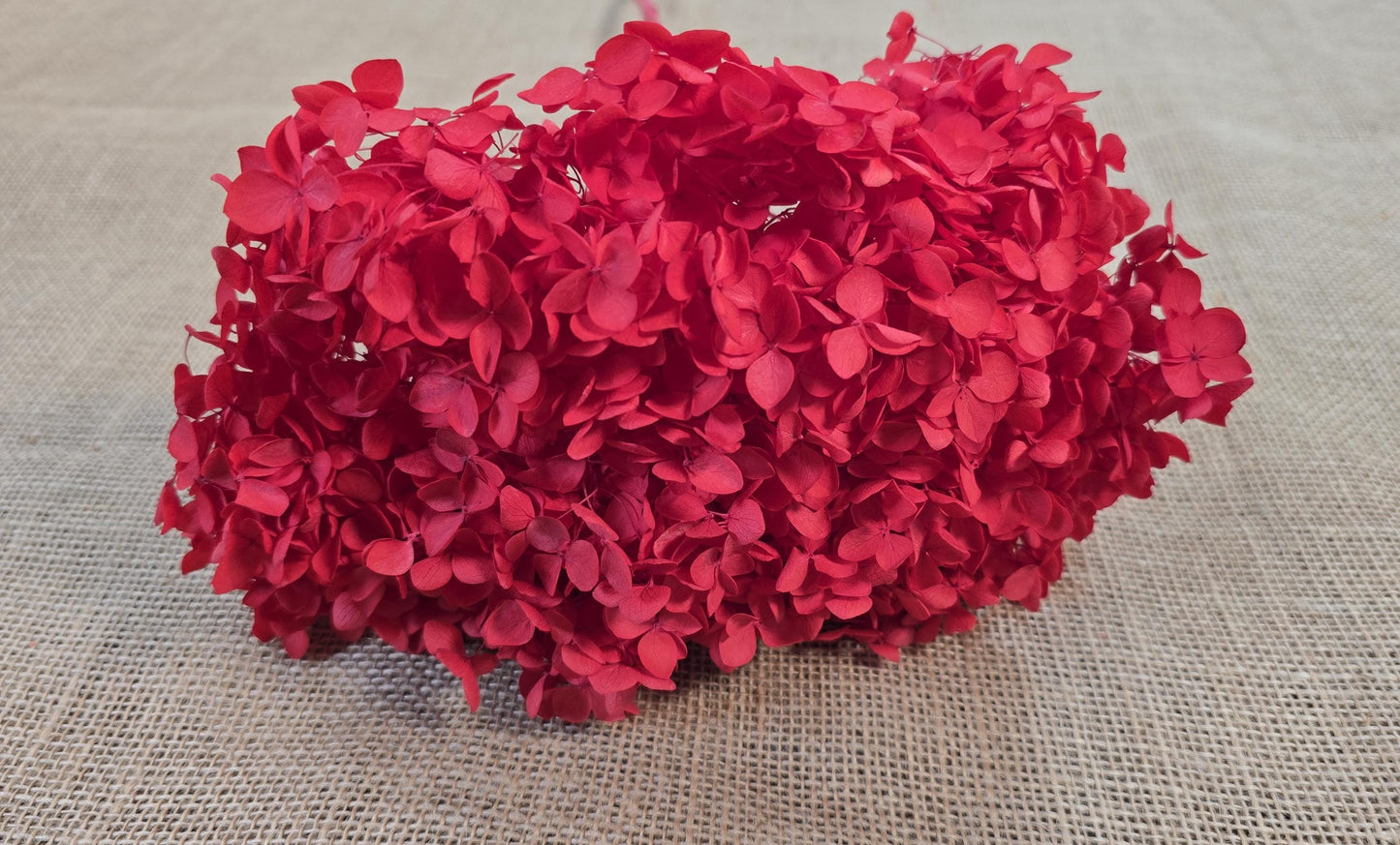 Bright red Preserved Hydrangea: Real Dried Wedding Flowers