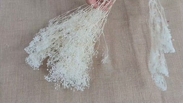 Preserved Baby's Breath: Natural Dried Gypsophilia, Blush Wedding Decor
