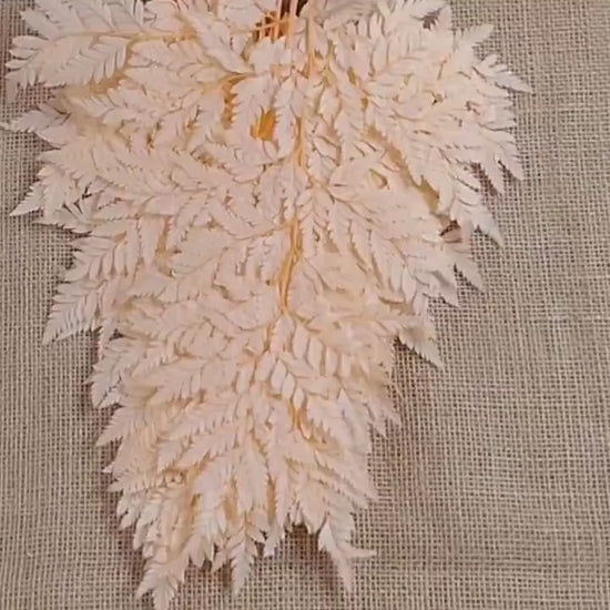 Champagne Preserved Fern: Wedding Bouquet Filler, Dried Flower Arrangement (19-20" Tall)