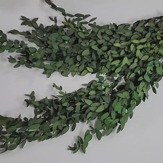 Preserved Parvifolia Eucalyptus: Dark Green Dried Eucalyptus Bunch