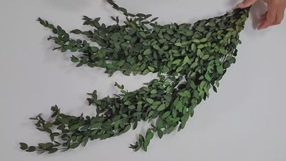 Preserved Parvifolia Eucalyptus: Dark Green Dried Eucalyptus Bunch