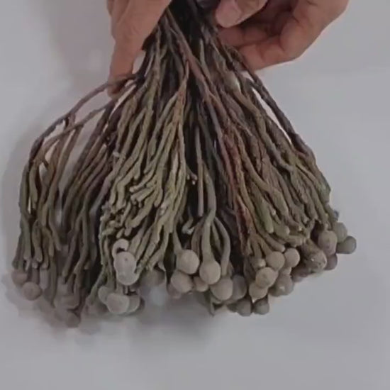 Natural brunia silver , Dried Flowers, Wedding Flowers, Naturally Dried, Wedding bouquets