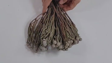 Natural brunia silver , Dried Flowers, Wedding Flowers, Naturally Dried, Wedding bouquets