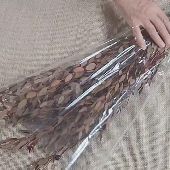 Orange Preserved Parvifolia Eucalyptus: Dried Small Leaf Stems