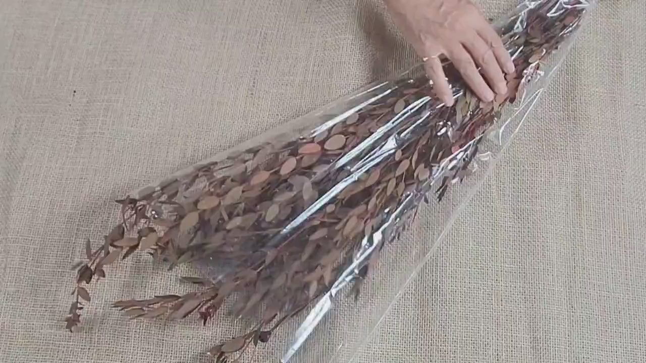 Orange Preserved Parvifolia Eucalyptus: Dried Small Leaf Stems