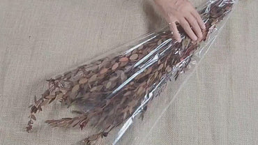 Orange Preserved Parvifolia Eucalyptus: Dried Small Leaf Stems