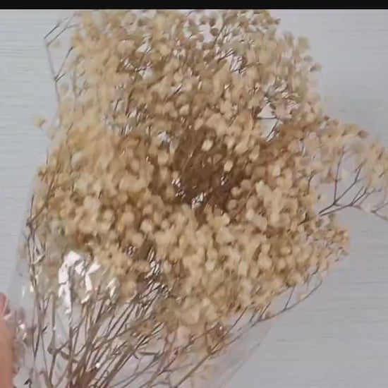 Natural  Preserved Baby's Breath Bundle, Gypsophila,