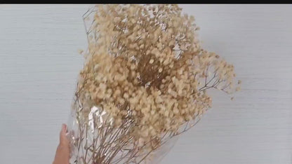 Natural  Preserved Baby's Breath Bundle, Gypsophila,