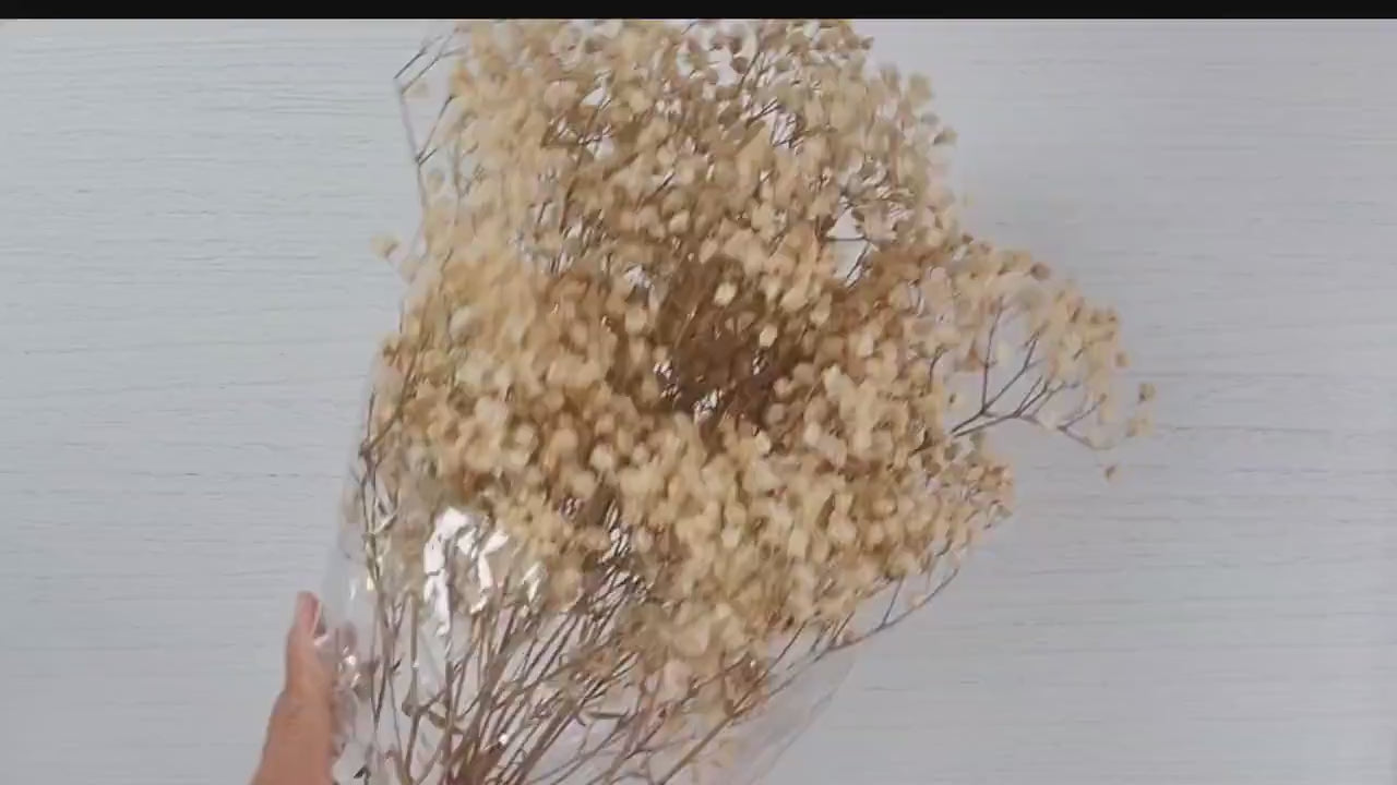 Natural  Preserved Baby's Breath Bundle, Gypsophila,