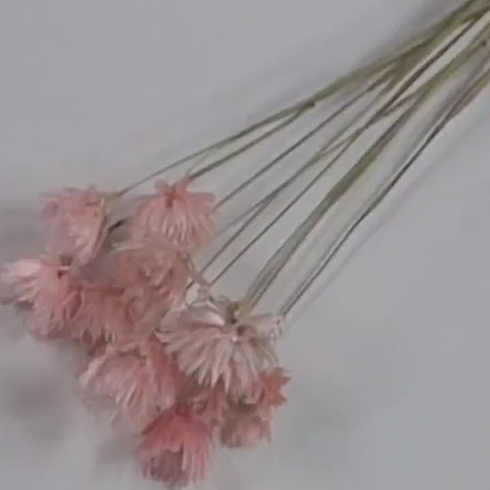 Light Pink Silver Daisy Dried Flowers: Wedding Home Decor (19-20" Tall)