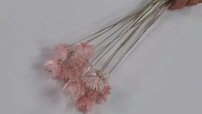 Light Pink Silver Daisy Dried Flowers: Wedding Home Decor (19-20" Tall)