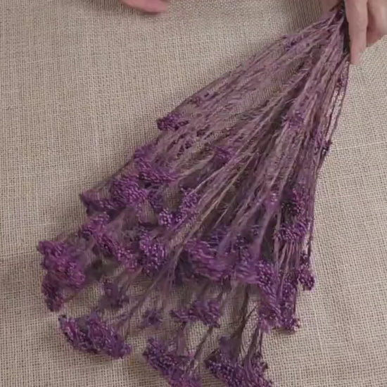 Peris Purple Preserved Rice Flower: Wedding Bouquet Filler (19-20" Tall)