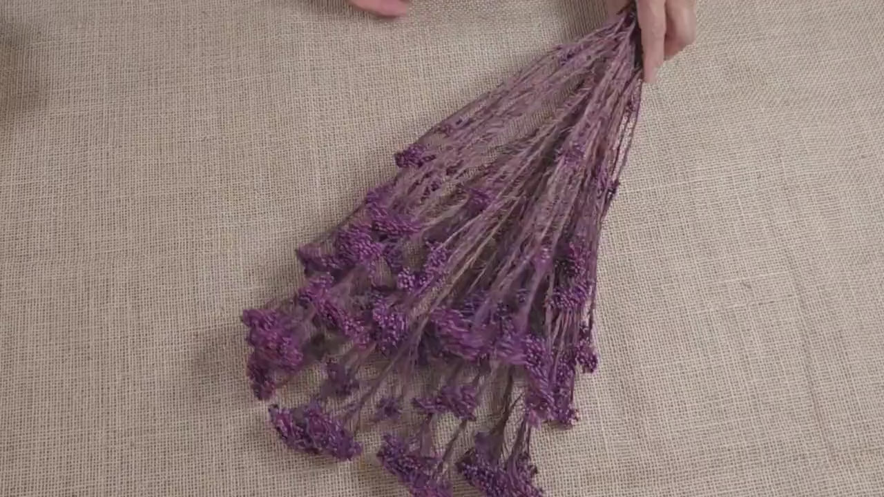 Peris Purple Preserved Rice Flower: Wedding Bouquet Filler (19-20" Tall)