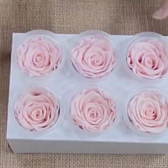 6 Light Pink Preserved Roses: DIY Floral Decor