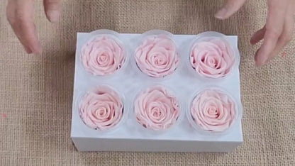 6 Light Pink Preserved Roses: DIY Floral Decor