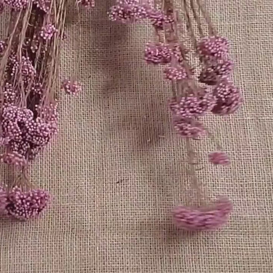 Light Purplish Red Preserved Rice Flower: Dried Floral Arrangement (19-20" Tall)