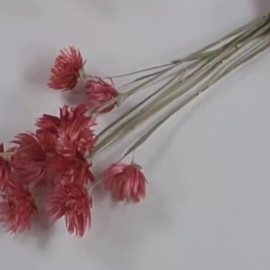 Dark Pink Silver Daisy Bush: Dried Floral Arrangement, 19-20" Tall
