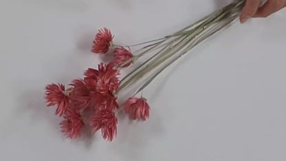 Dark Pink Silver Daisy Bush: Dried Floral Arrangement, 19-20" Tall