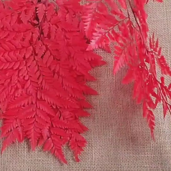 Red Preserved Fern: Wedding Bouquet Filler, Dried Flower Arrangement (19-20" Tall)