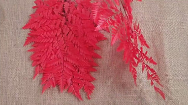 Red Preserved Fern: Wedding Bouquet Filler, Dried Flower Arrangement (19-20" Tall)