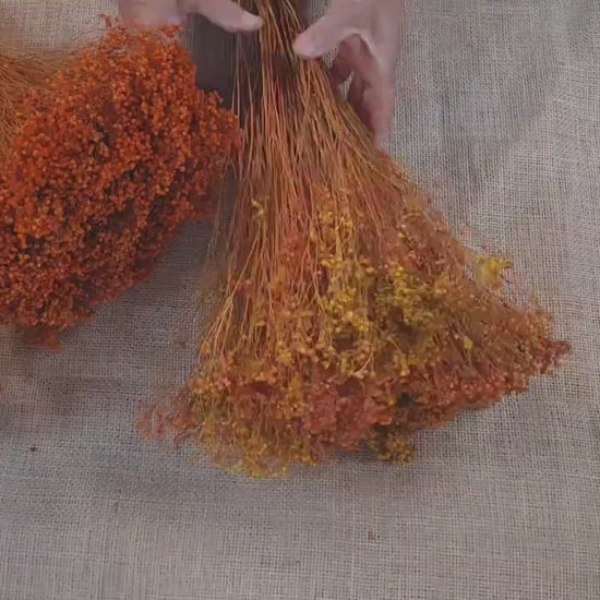 Dried Broom Bloom Bundle: Natural Floral Wedding Decor, 20"