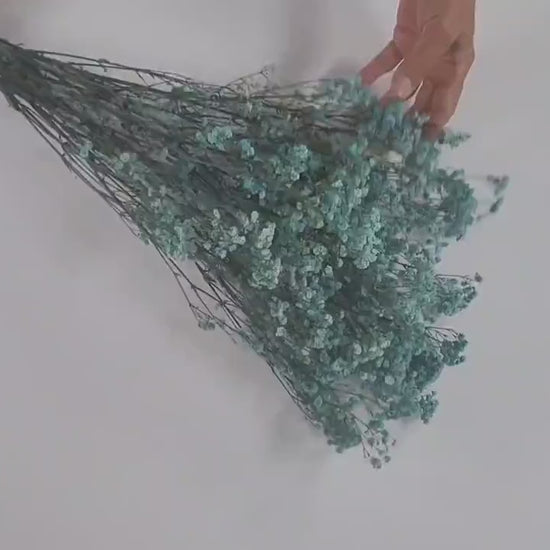Light Blue Preserved Baby's Breath Bundle: Natural Gypsophilia