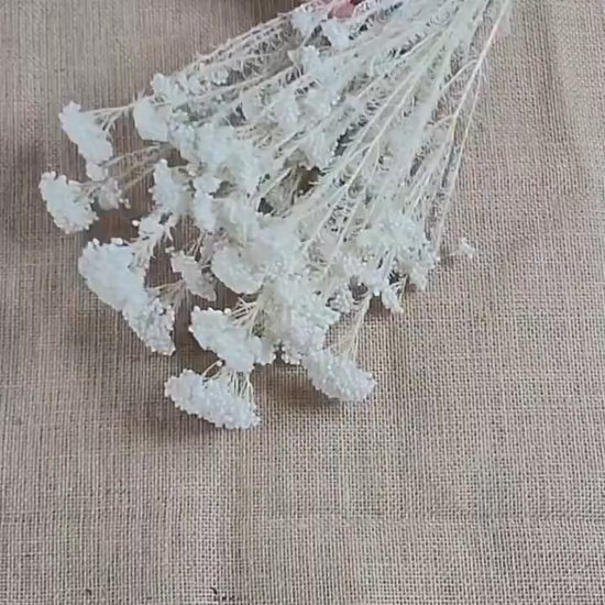 White Preserved rice flower, flowers for bouquets, wedding flowers, filler, dried flowers  arrangements, Wedding decor, 19"-20"tall,