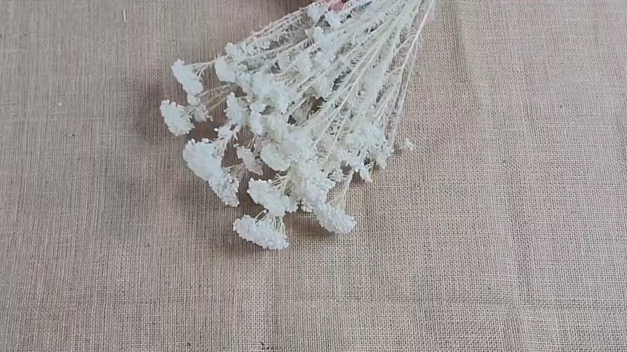 White Preserved rice flower, flowers for bouquets, wedding flowers, filler, dried flowers  arrangements, Wedding decor, 19"-20"tall,