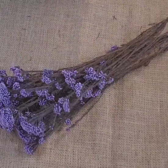 Purple Preserved rice flower, flowers for bouquets, wedding flowers, filler, dried flowers  arrangements, Wedding decor, 19"-20"tall,