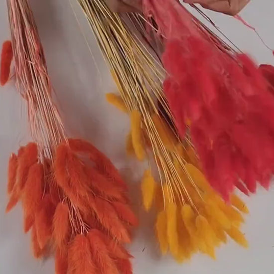 60 Red Dried Bunny Tail Grass Stems: Boho Wedding Decor