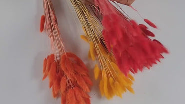 60 Red Dried Bunny Tail Grass Stems: Boho Wedding Decor