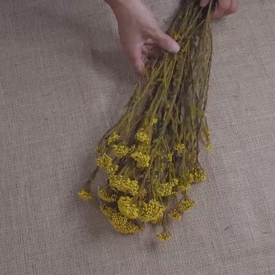 Yellow Preserved Rice Flower: Dried Floral Arrangement Filler (19-20" Tall)