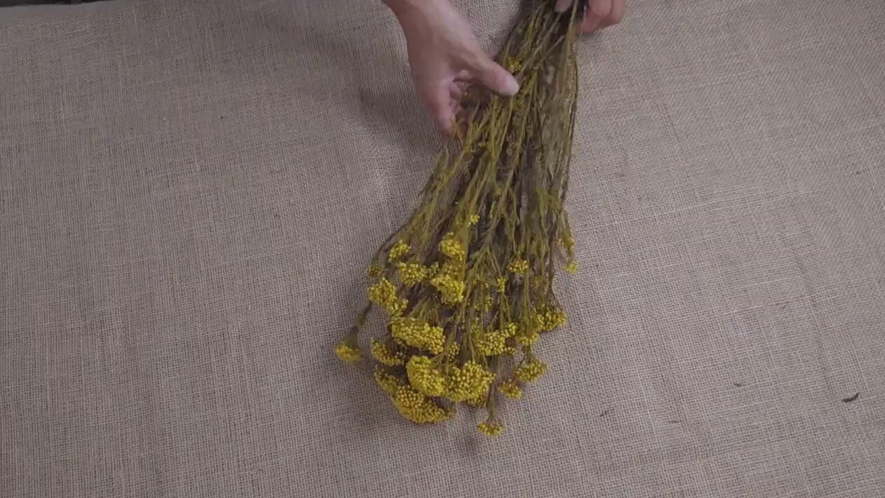 Yellow Preserved Rice Flower: Dried Floral Arrangement Filler (19-20" Tall)
