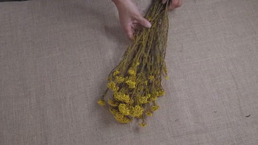 Yellow Preserved Rice Flower: Dried Floral Arrangement Filler (19-20" Tall)