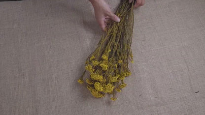 Yellow Preserved Rice Flower: Dried Floral Arrangement Filler (19-20" Tall)