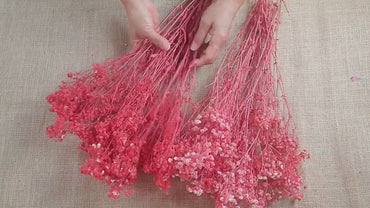 Red Preserved Baby's Breath Bundle: Natural Gypsophilia