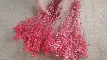 Red Preserved Baby's Breath Bundle: Natural Gypsophilia
