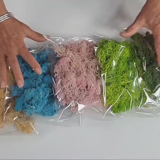 Preserved Reindeer Moss - 2oz - 5 Colors